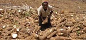 Image result for CASSAVA FARMERS NIGERIA