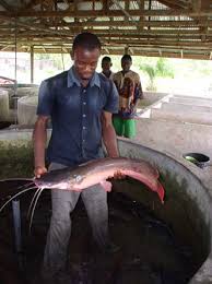 Fish Farming, Processing And Marketing Business Plan In Nigeria 1