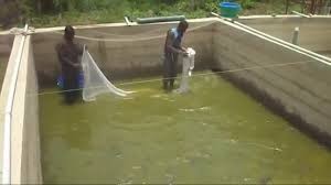 Fish Farming, Processing And Marketing Business Plan In Nigeria 2
