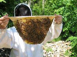 Bee-keeping (Apiary) Business Plan in Nigeria