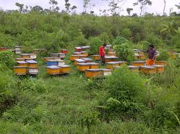 Bee-keeping (Apiary) Business Plan in Nigeria 2