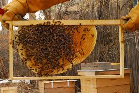 Bee-keeping (Apiary) Business Plan in Nigeria