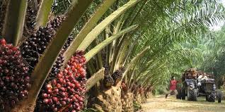 PALM OIL PRODUCTION AND PROCESSING BUSINESS PLAN IN NIGERIA 1