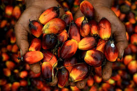 PALM OIL PRODUCTION AND PROCESSING BUSINESS PLAN IN NIGERIA 3
