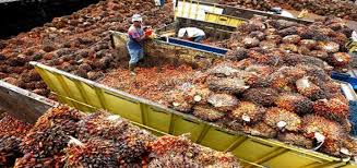 PALM OIL PRODUCTION AND PROCESSING BUSINESS PLAN IN NIGERIA