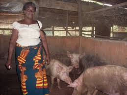 Piggery Business plan in Nigeria3