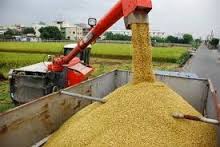 RICE CULTIVATION AND PROCESSING BUSINESS PLAN IN NIGERIA 3