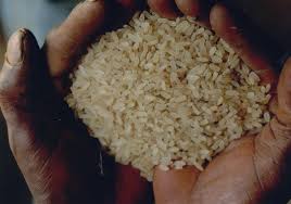RICE CULTIVATION AND PROCESSING BUSINESS PLAN IN NIGERIA 4