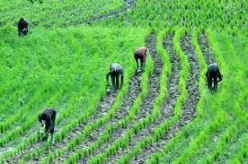 RICE CULTIVATION AND PROCESSING BUSINESS PLAN IN NIGERIA