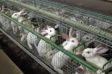 Rabbit Farming Business plan in Nigeria 5