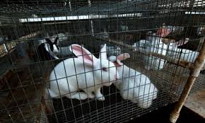Rabbit Farming Business plan in Nigeria