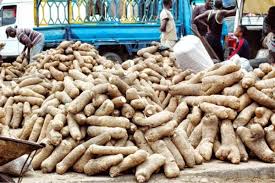 YAM PRODUCTION BUSINESS PLAN IN NIGERIA 1