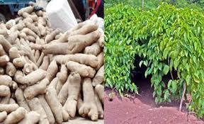 YAM PRODUCTION BUSINESS PLAN IN NIGERIA 2