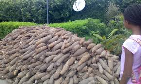 YAM PRODUCTION BUSINESS PLAN IN NIGERIA