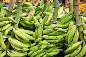 Plantain Farming and Processing Business Plan in Nigeria 1