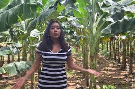 Plantain Farming and Processing Business Plan in Nigeria 2