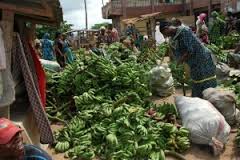 Plantain Farming and Processing Business Plan in Nigeria 3