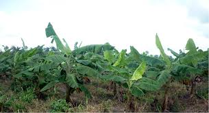 Plantain Farming and Processing Business Plan in Nigeria