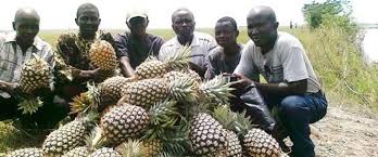 FRUIT FARM BUSINESS PLAN IN NIGERIA 11