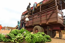 FRUIT FARM BUSINESS PLAN IN NIGERIA