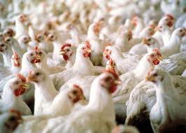 POULTRY BUSINESS PLAN IN NIGERIA 1