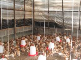 POULTRY BUSINESS PLAN IN NIGERIA 6