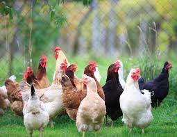 POULTRY BUSINESS PLAN IN NIGERIA