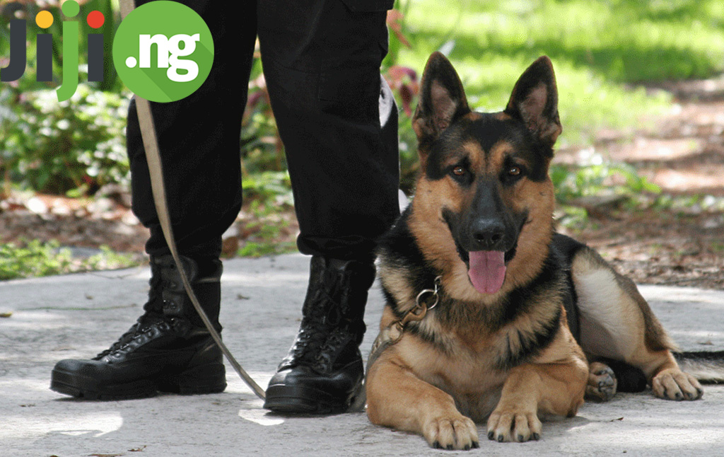 The Job Of A Dog Handler