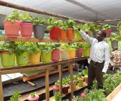 hydroponics-business-plan-in-nigeria-6