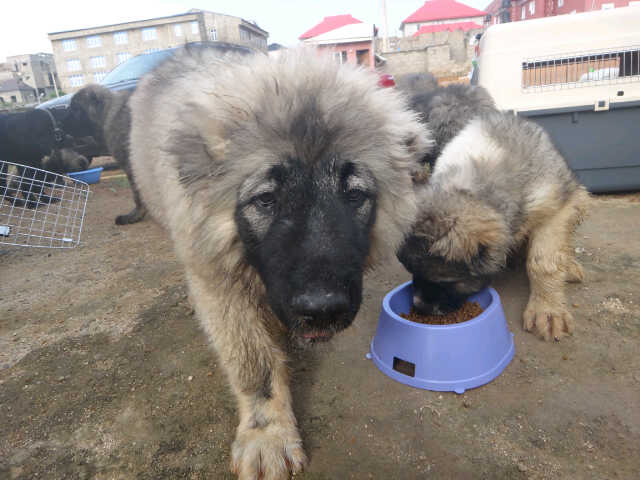 what breed are nigerian local dogs