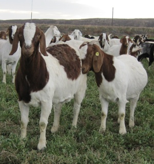 GOAT FARMING BUSINESS PLAN IN NIGERIA