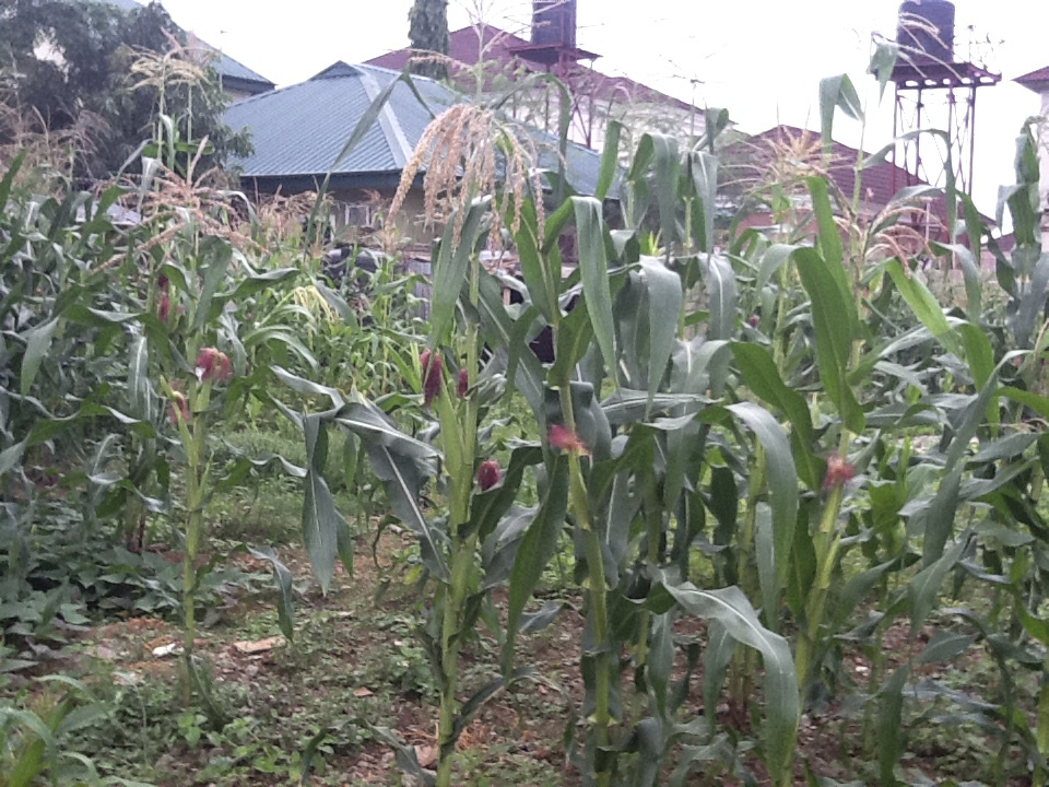 ORGANIC FARM BUSINESS PLAN IN NIGERIA