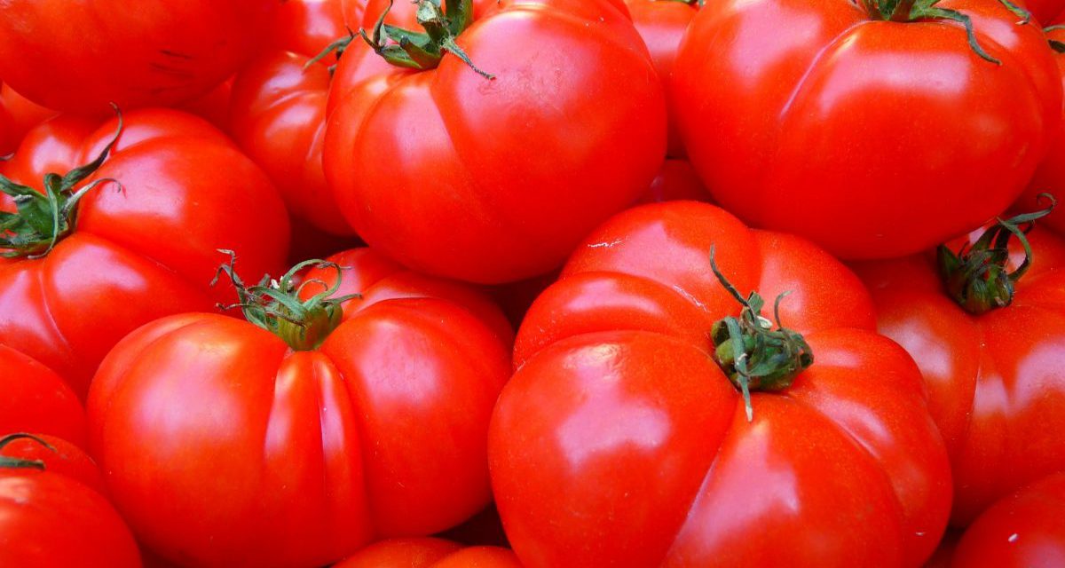 TOMATO FARMING AND SALES BUSINESS PLAN IN NIGERIA