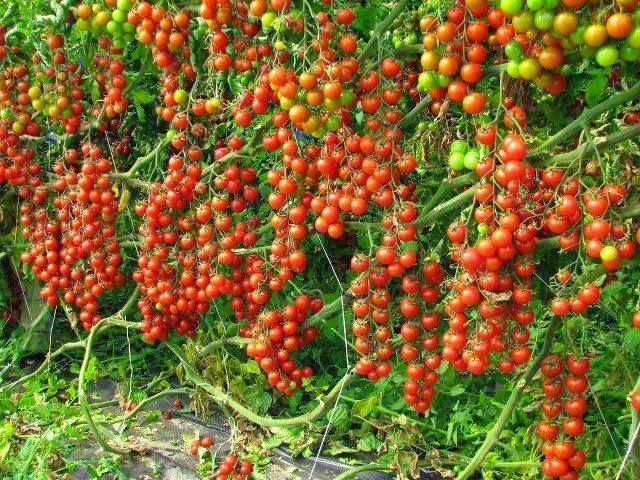 TOMATO FARMING AND SALES BUSINESS PLAN IN NIGERIA