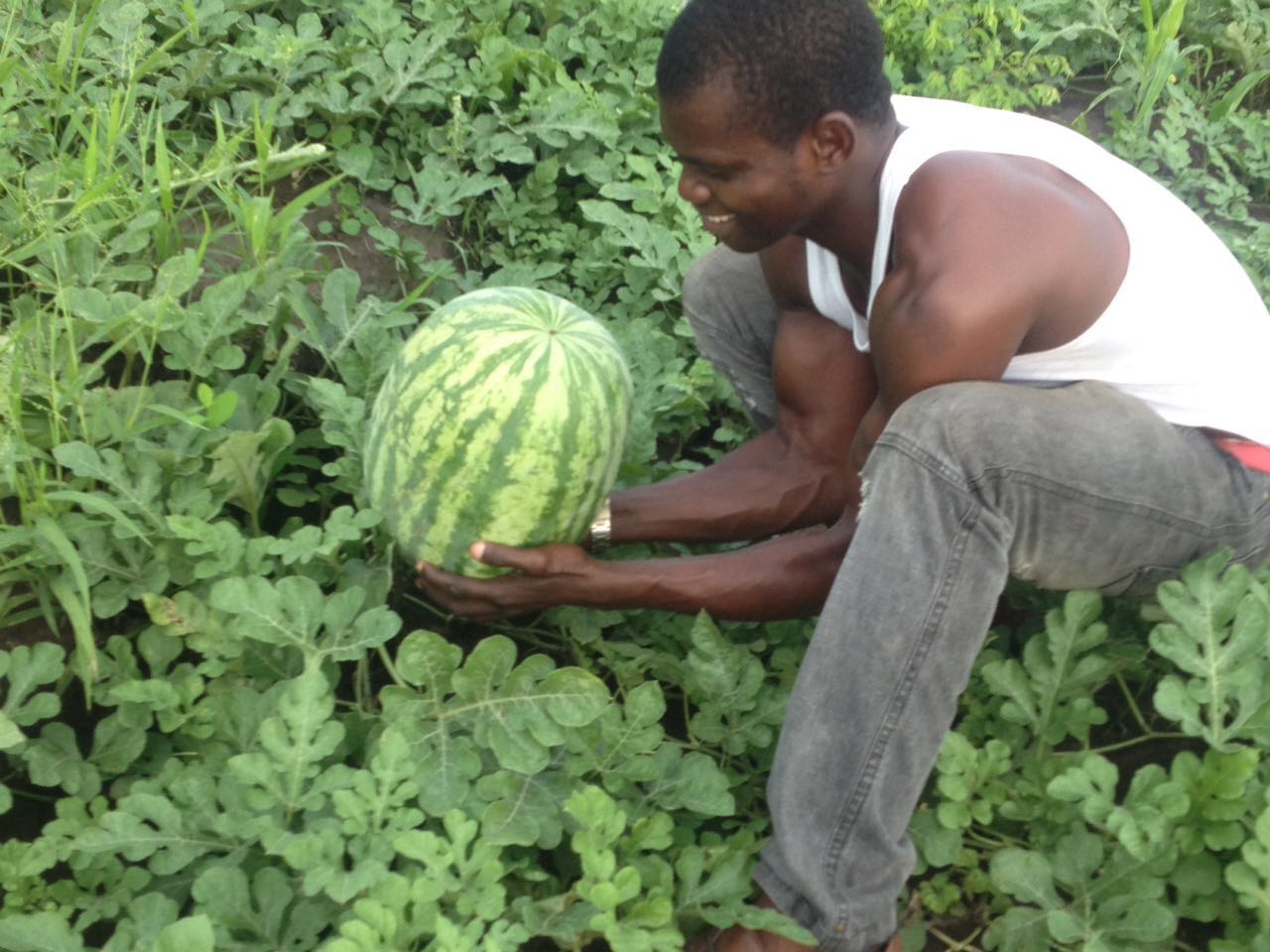 WATER MELON FARMING BUSINESS PLAN IN NIGERIA