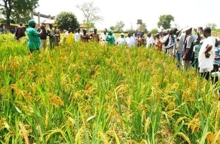 wheat nigeria farming plan business