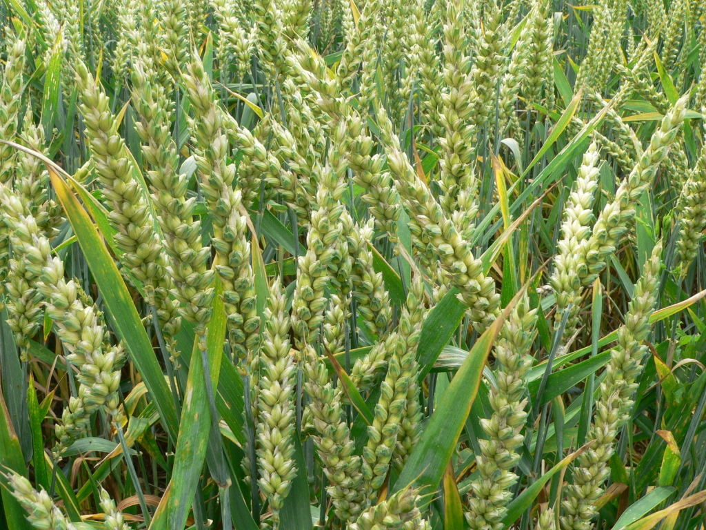 WHEAT FARMING BUSINESS PLAN IN NIGERIA