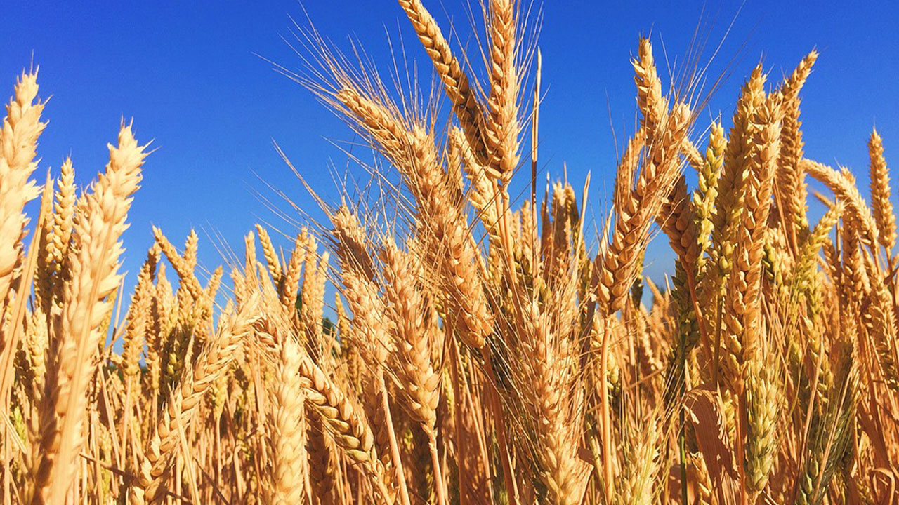 WHEAT FARMING BUSINESS PLAN IN NIGERIA