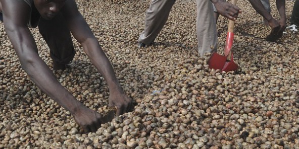 CASHEW NUT PROCESSING BUSINESS PLAN IN NIGERIA