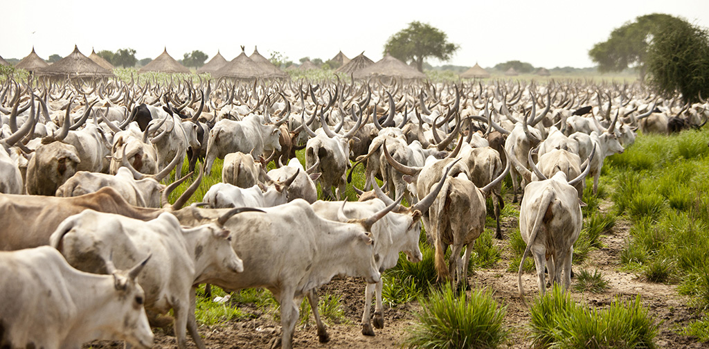 CATTLE REARING BUSINESS PLAN IN NIGERIA