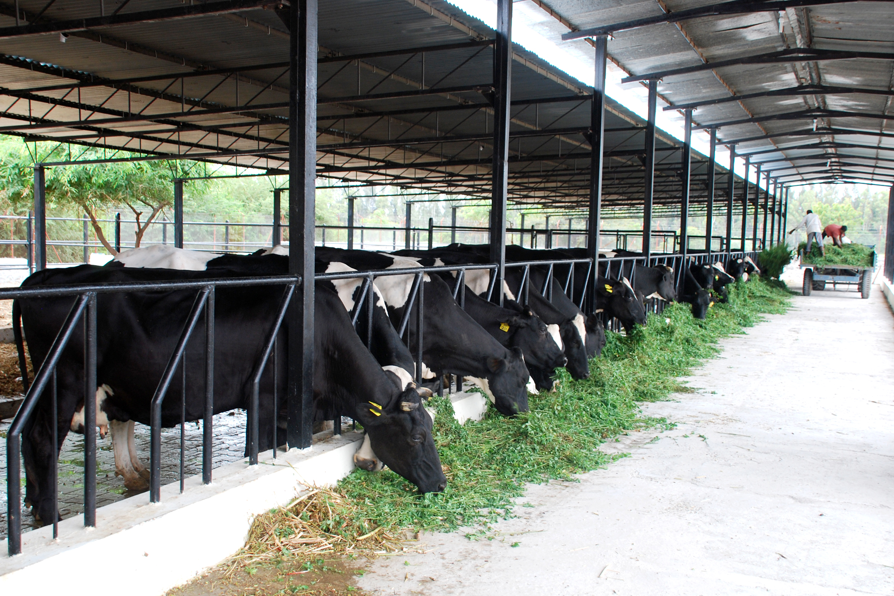 advantages-and-disadvantages-of-intensive-livestock-farming-veterans