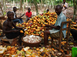 COCOA FARMING AND PROCESSING BUSINESS PLAN IN NIGERIA