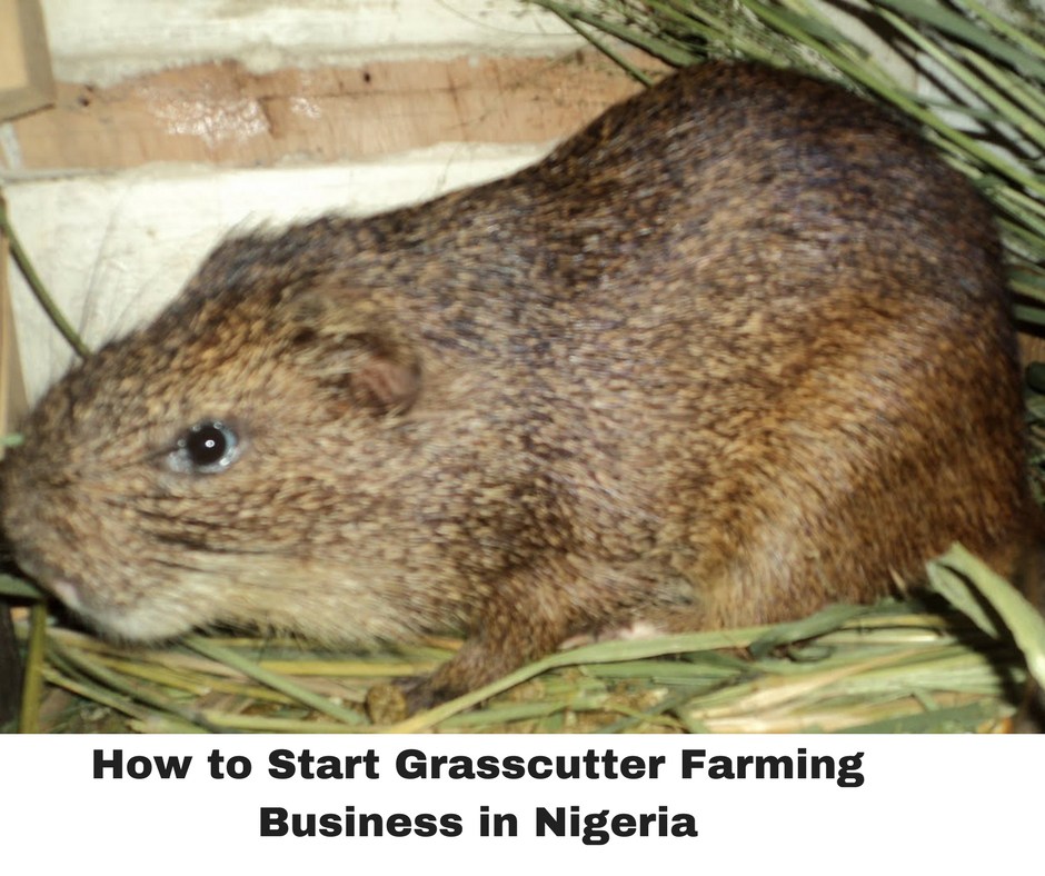 GRASSCUTTER FARMING BUSINESS PLAN IN NIGERIA