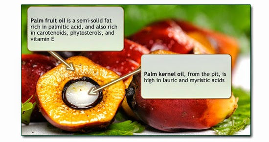 PALM KERNEL OIL EXTRACTION BUSINESS PLAN IN NIGERIA