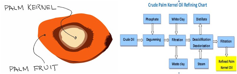 PALM KERNEL OIL EXTRACTION BUSINESS PLAN IN NIGERIA