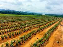 PINEAPPLE FARMING BUSINESS PLAN IN NIGERIA