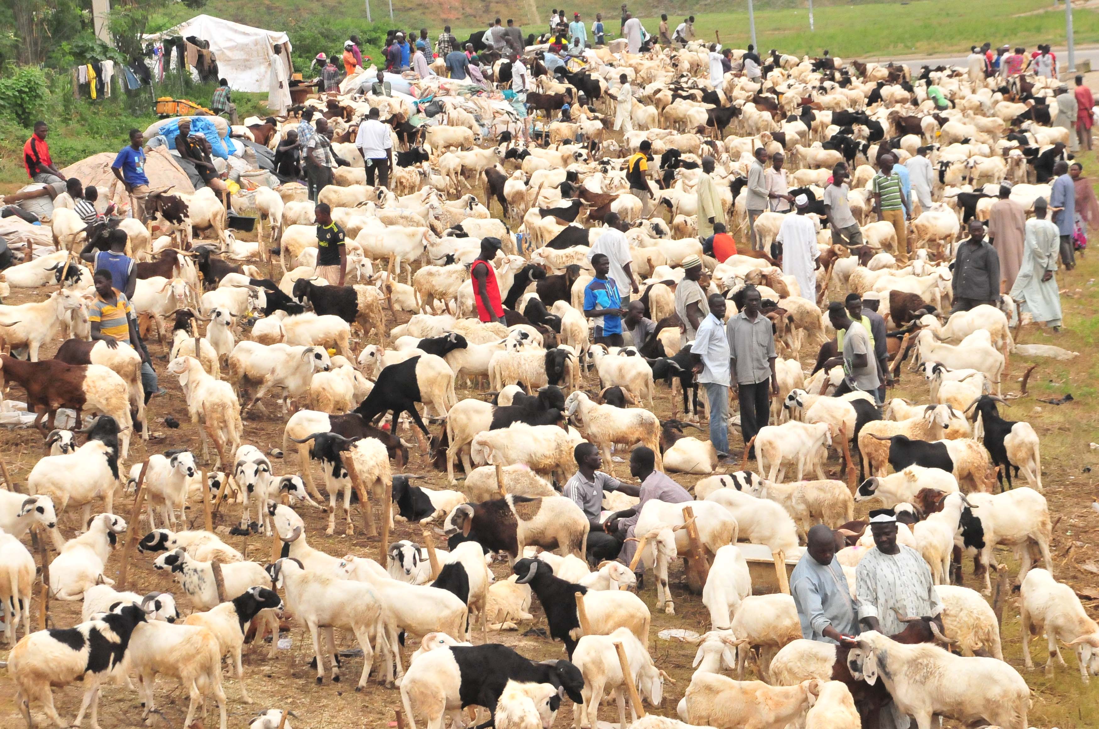 RAM/SHEEP REARING BUSINESS PLAN IN NIGERIA