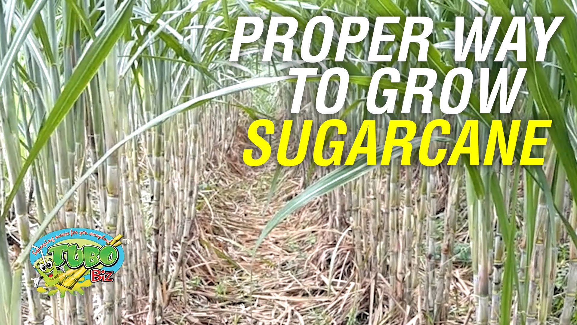 SUGARCANE FARMING BUSINESS PLAN IN NIGERIA