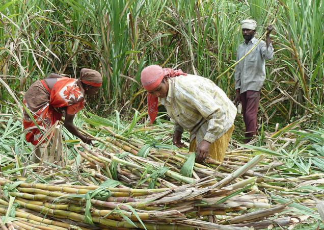 SUGARCANE FARMING BUSINESS PLAN IN NIGERIA