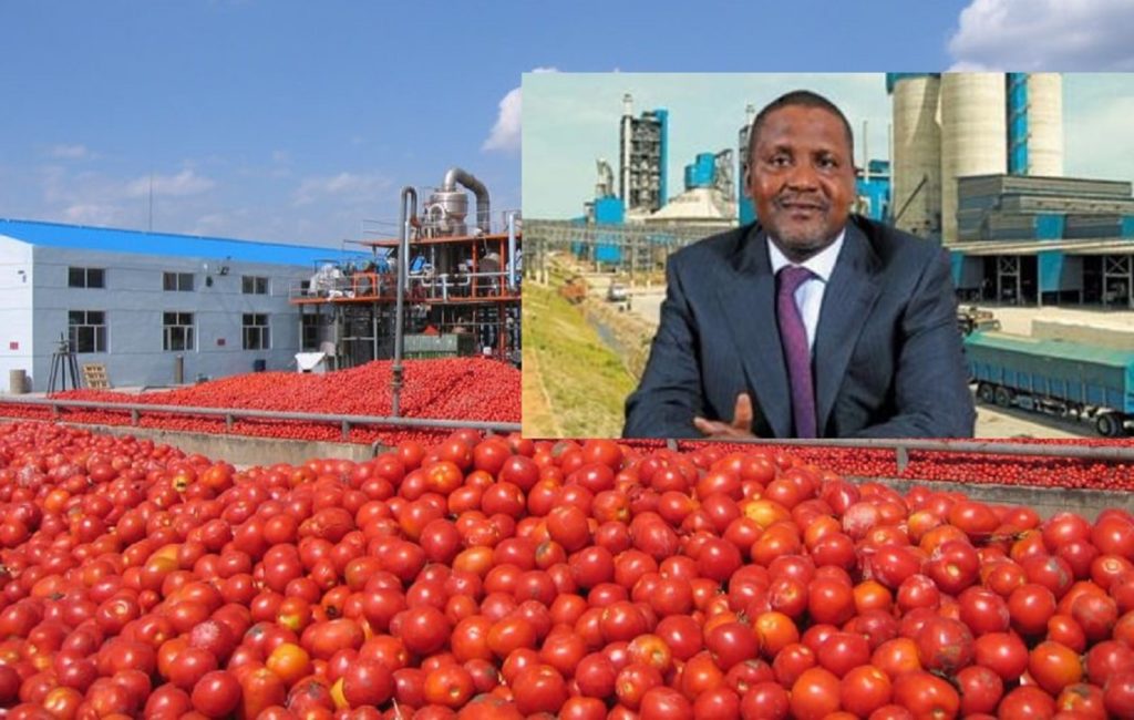 TIN TOMATO PASTE PRODUCTION BUSINESS PLAN IN NIGERIA